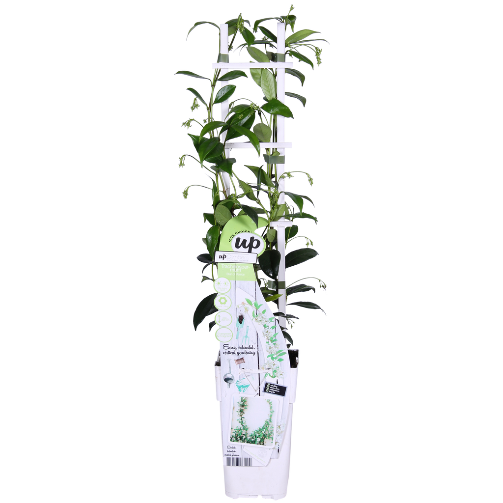 Trachelospermum 'Star Of Venice' (Tuscan jasmine) – Ø15 cm, 65 cm high – photo 7