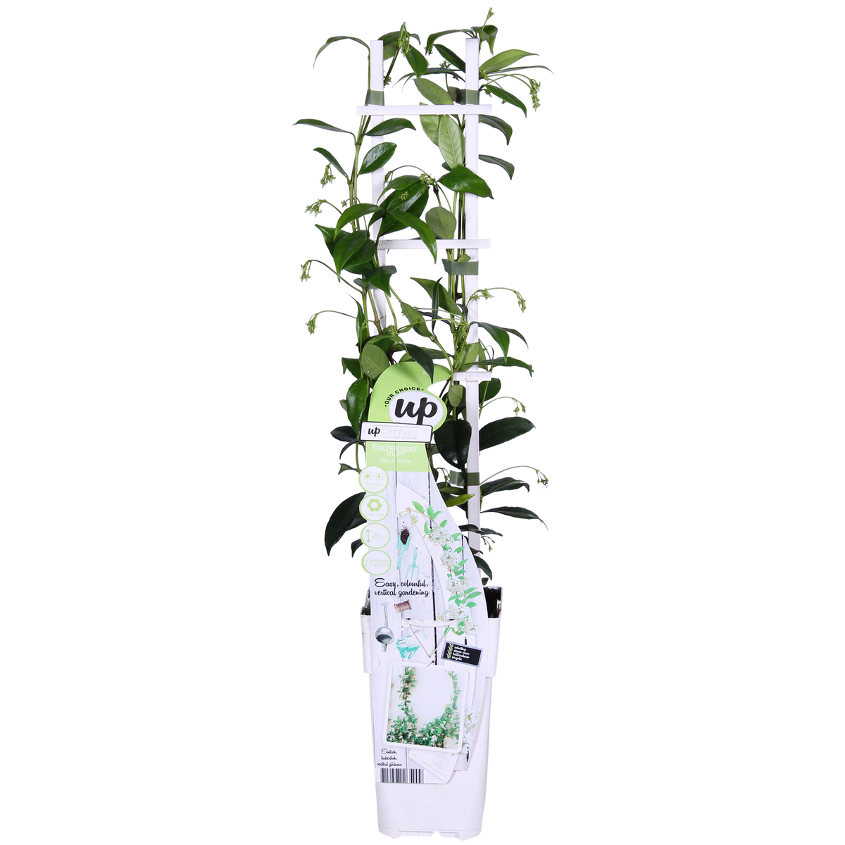 Trachelospermum 'Star Of Venice' (Tuscan jasmine) – Ø15 cm, 65 cm high – photo 7