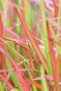 Imperata cylindrica 'Red Baron' (Japanisches Blutgras) – 60 Pflanzen, Ø9 cm, 10–25 cm hoch