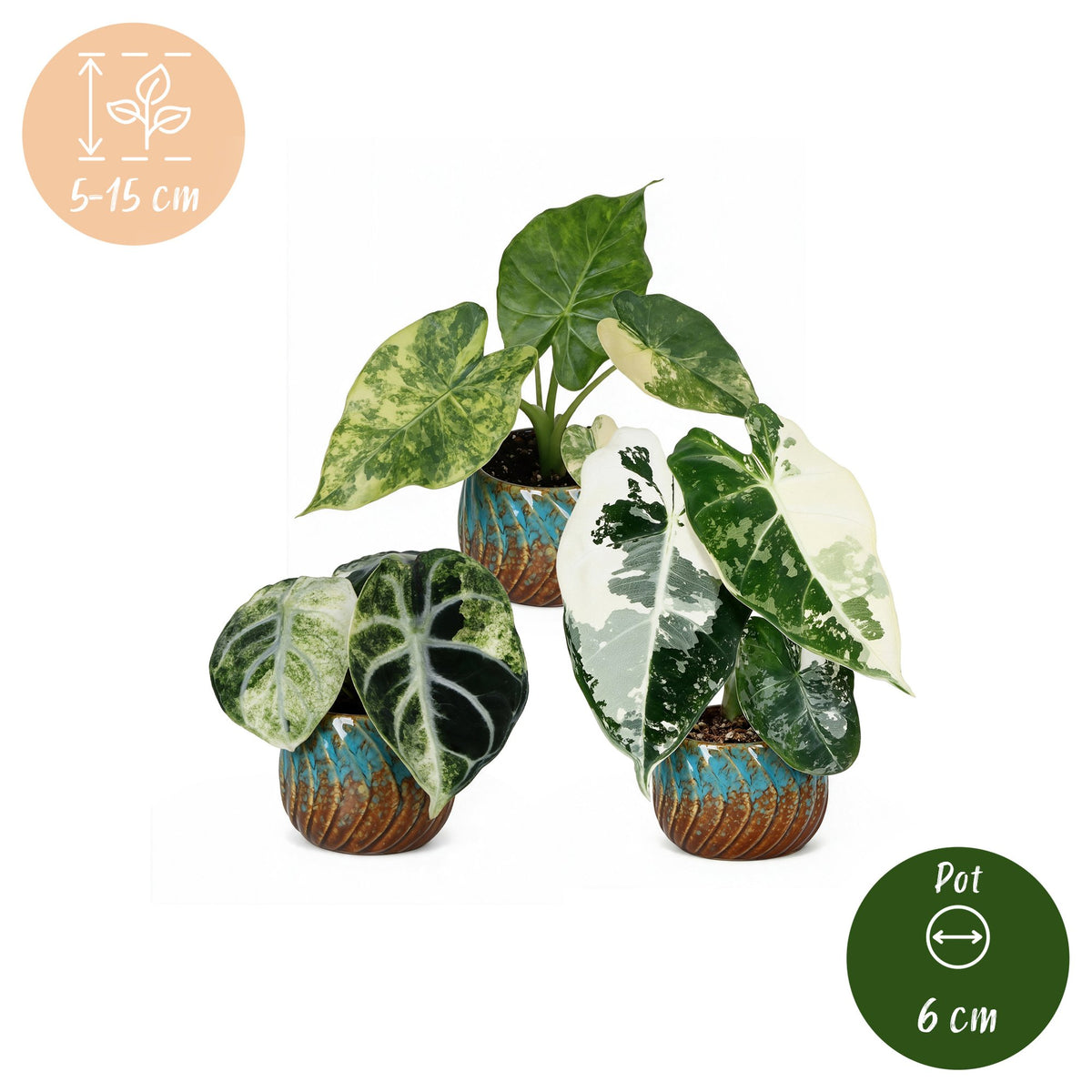 3× Baby Alocasia Tricolour Variegata (Elefantenohr) inkl. Copper Reef – Ø6 cm, 5–15 cm hoch