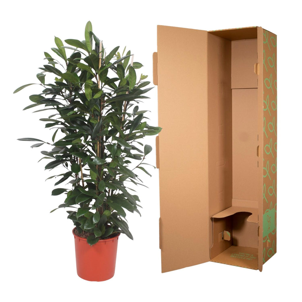 Ficus Cyathistipula struik – Ø34 cm, 180 cm hoog