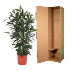 Ficus Cyathistipula struik – Ø34 cm, 180 cm hoog