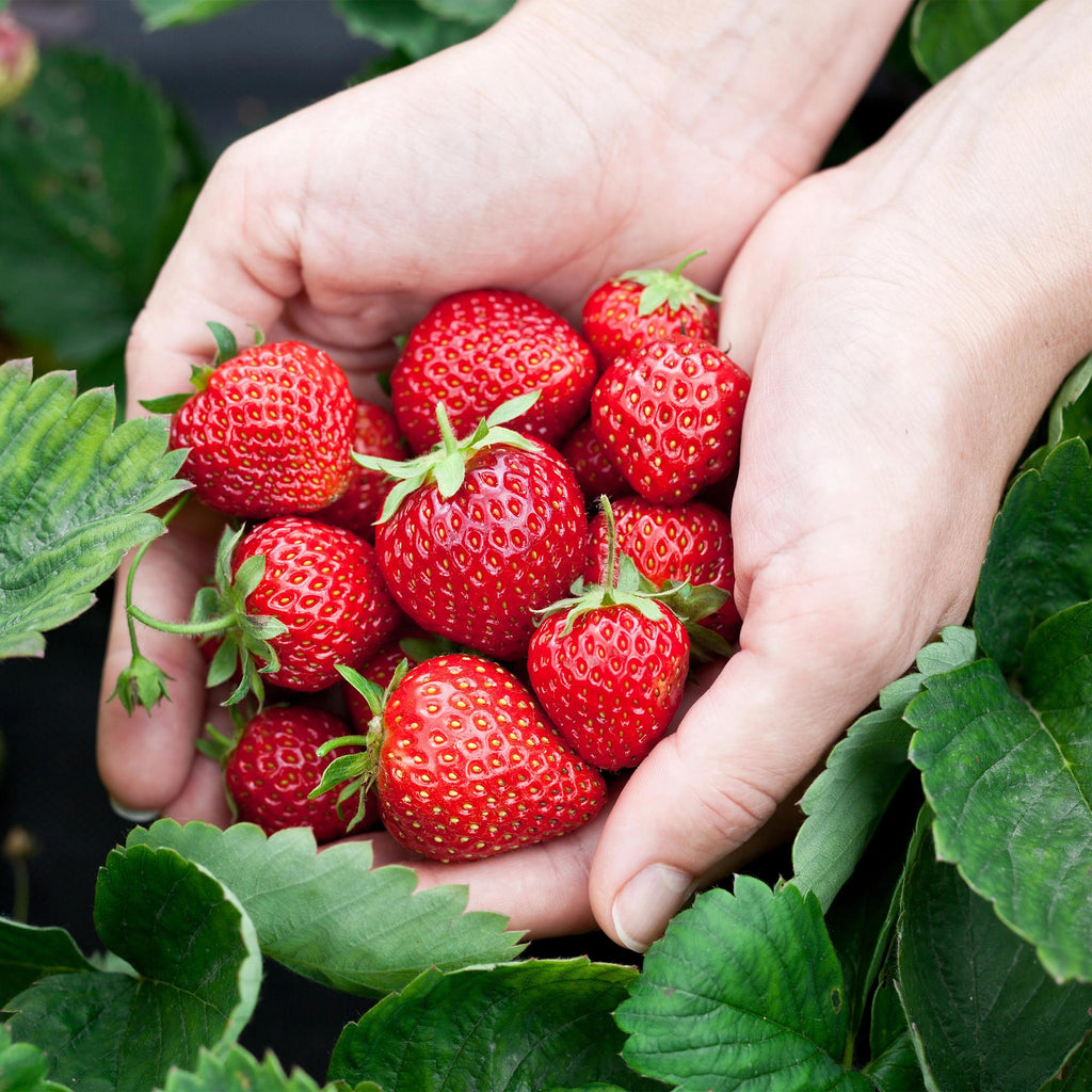 Fragaria 'Elsanta' (Walderdbeere) – 6 Pflanzen, Ø9 cm, 30 cm hoch – Bild 4