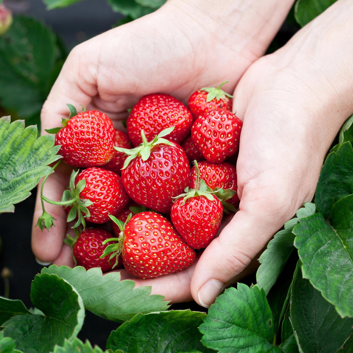 Fragaria 'Elsanta' (Walderdbeere) – 6 Pflanzen, Ø9 cm, 30 cm hoch – Bild 4