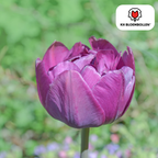 Tulipan 'Double Flag' – 20 blomsterløg (løgstørrelse 11/12)
