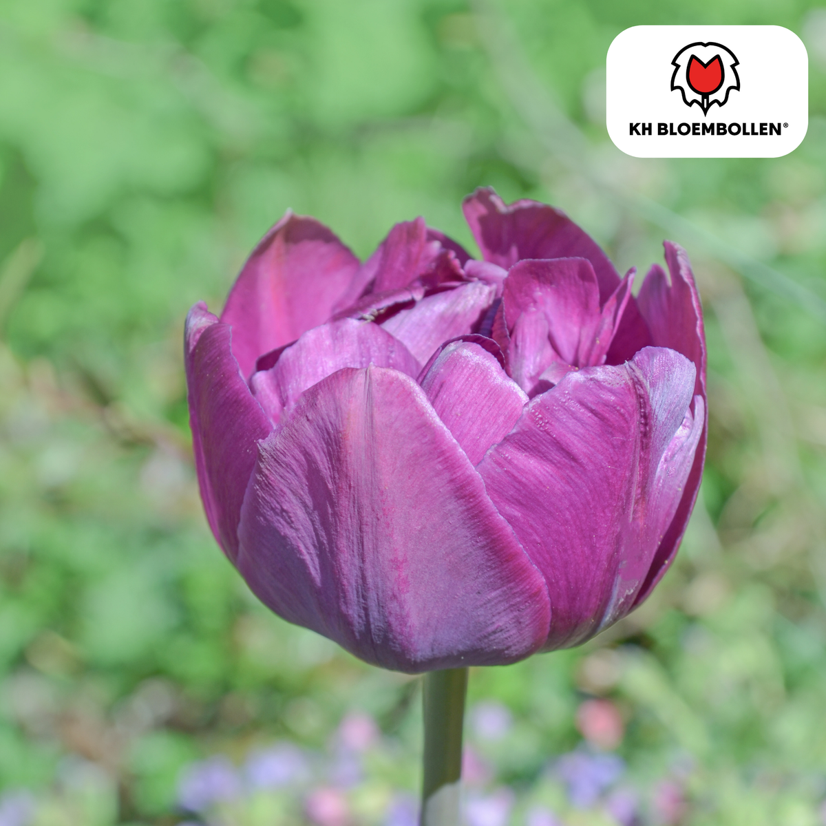 Tulp 'Double Flag' – 20 bloembollen (bolmaat 11/12)