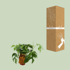 Monstera Minima (Mini-Monstera) – Ø 12 cm, 30 cm hoch