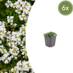 Thymus praecox 'Albiflorus' (thym) – 6 plants, Ø9 cm, 10–25 cm de haut