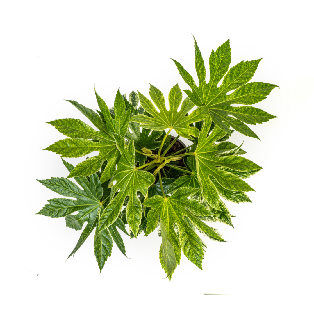 Fatsia Japonica Spider's Web (vingerplant) – Ø19 cm, 40–50 cm hoog