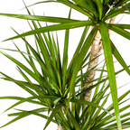 Dracaena marginata Green (arbre dragonnier) avec panier – Ø21 cm, 110–130 cm de haut