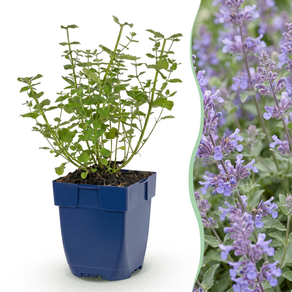 Nepeta faassenii 'Walker’s Low' (Katzenminze) – blau – 3 Pflanzen, Ø 11 cm, 15–25 cm hoch