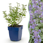 Nepeta faassenii 'Walker’s Low' (Katzenminze) – blau – 3 Pflanzen, Ø 11 cm, 15–25 cm hoch