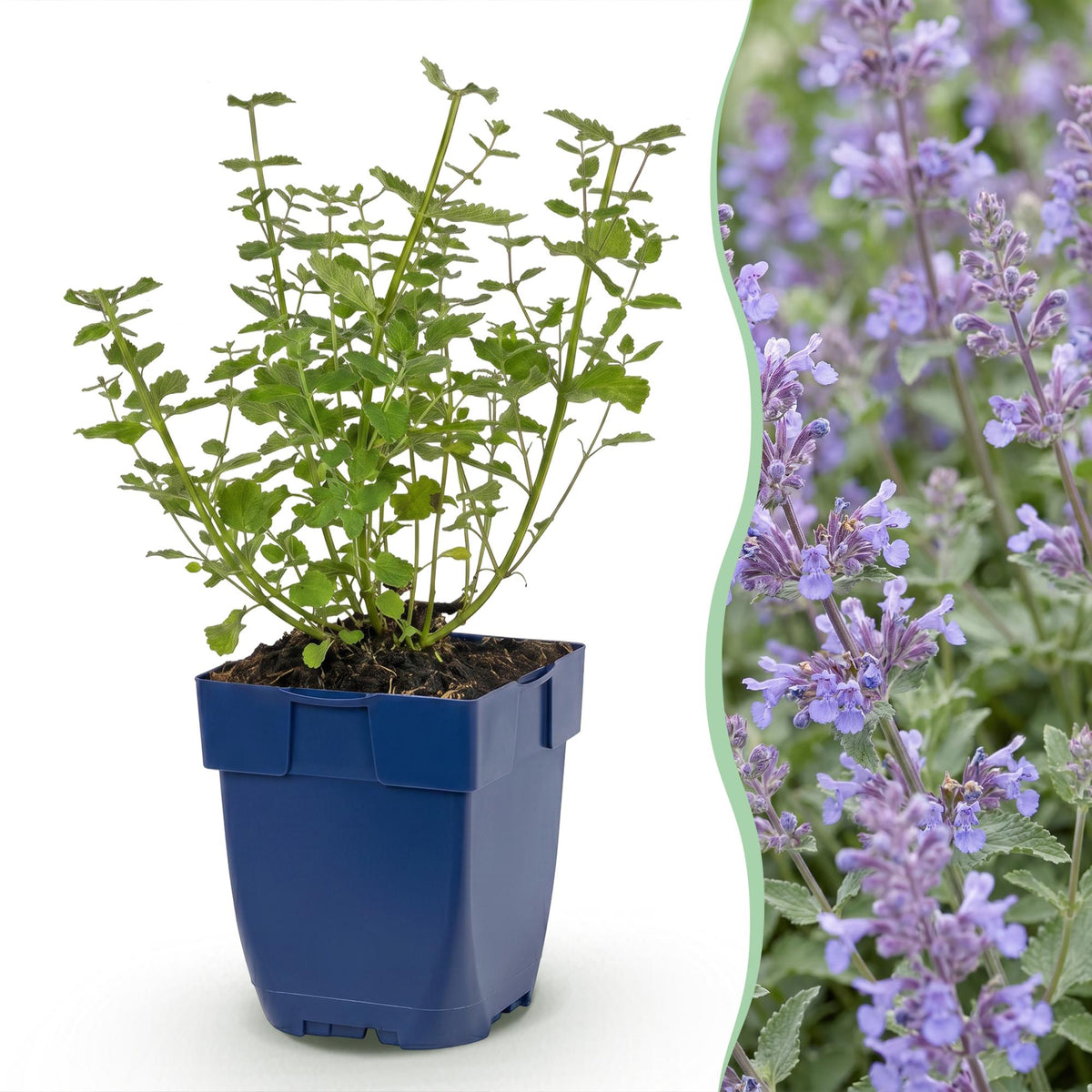 Nepeta faassenii 'Walker’s Low' (Katzenminze) – blau – 3 Pflanzen, Ø 11 cm, 15–25 cm hoch