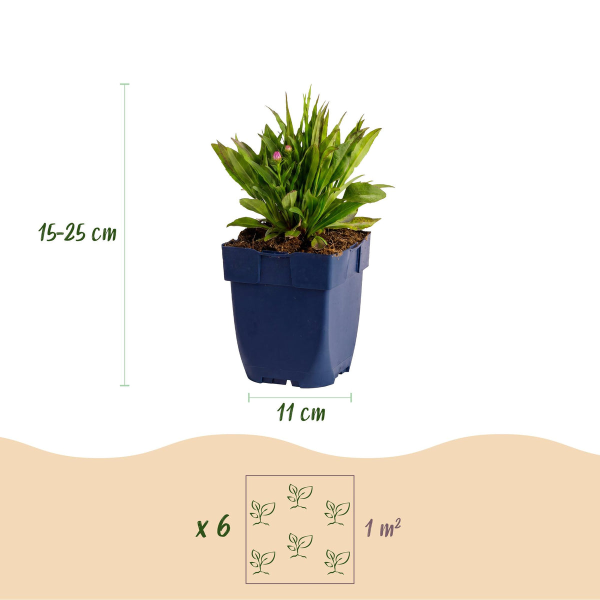Aster 'Wood’s Pink' – roze – 3 planten, Ø11 cm, 15–25 cm hoog – foto 3