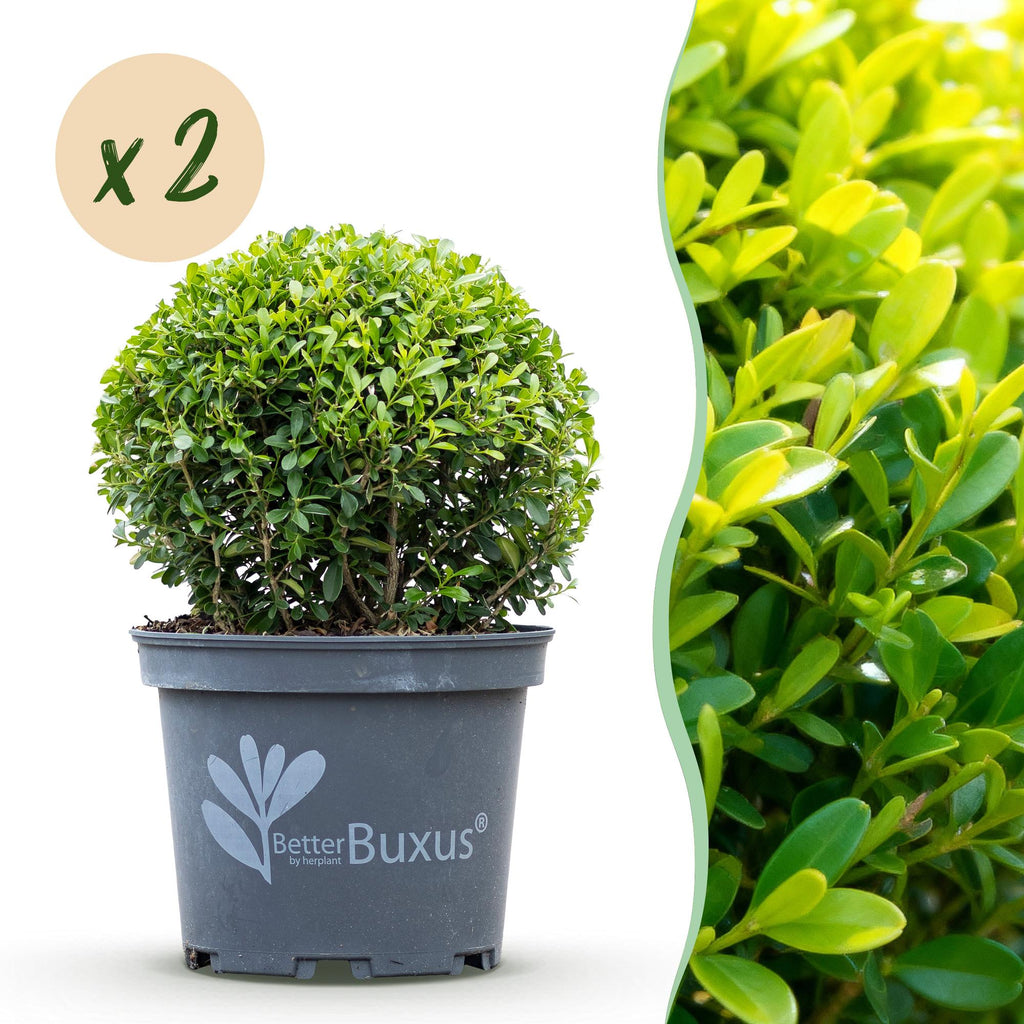 Buis – 2 plantes, Ø 23 cm, 25 cm de haut