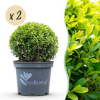 Buis – 2 plantes, Ø 23 cm, 25 cm de haut