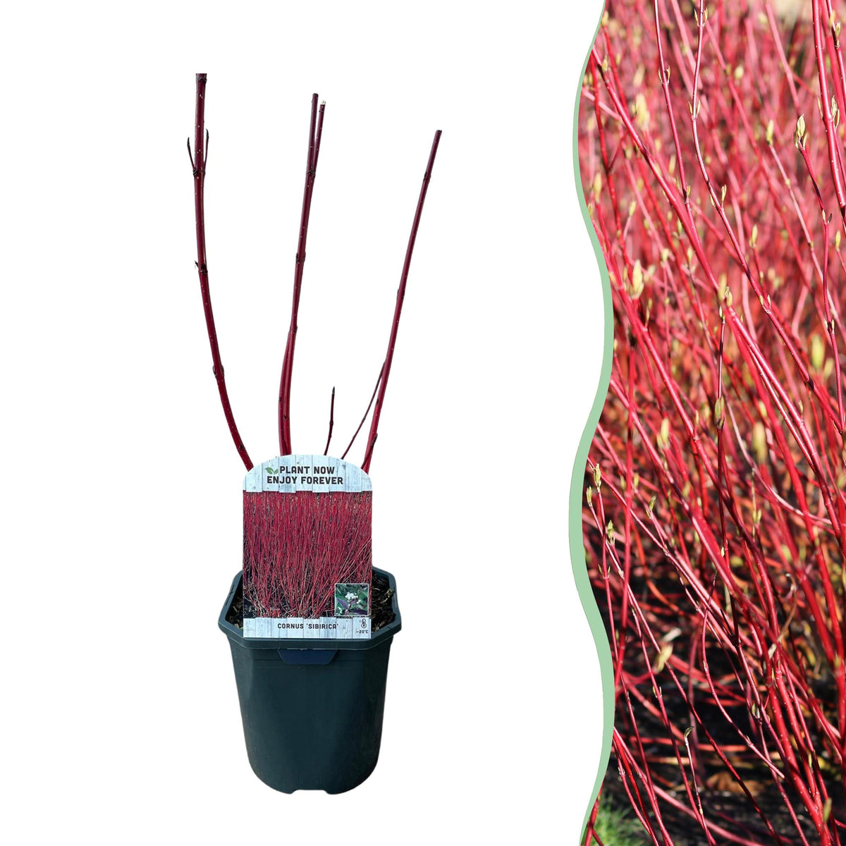 Cornus sibirica (røde grene) – Ø17 cm, 45 cm høj