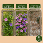 Clematis 'Duo Purple & Pink' (vindrue) – lilla-lyserød-hvid – 12 planter, Ø9 cm, 35 cm høj