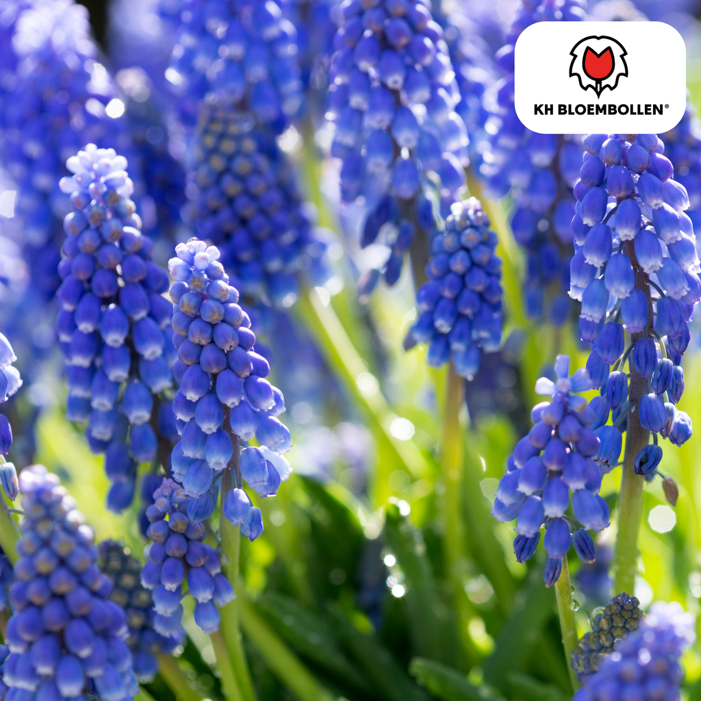 Hasenglöckchen 'Bleu Moon' – 20 Blumenzwiebeln