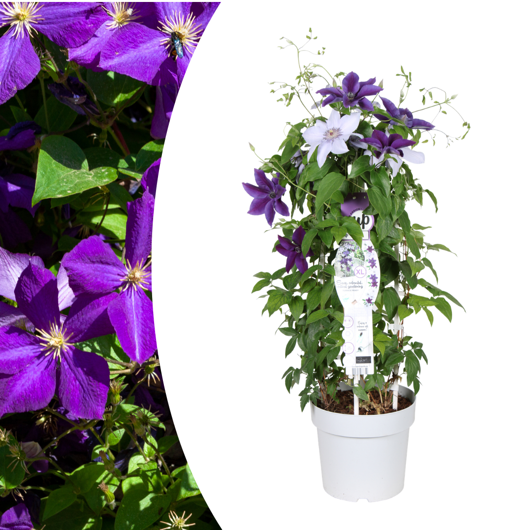 Clematis 'Double Up Barnadine + Masa' (bosrank) – Ø23 cm