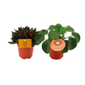 2× Peperomia Duo Rosso/Pilea Peperomioides (pannenkoekplant) – Ø11 cm, 15 cm hoog