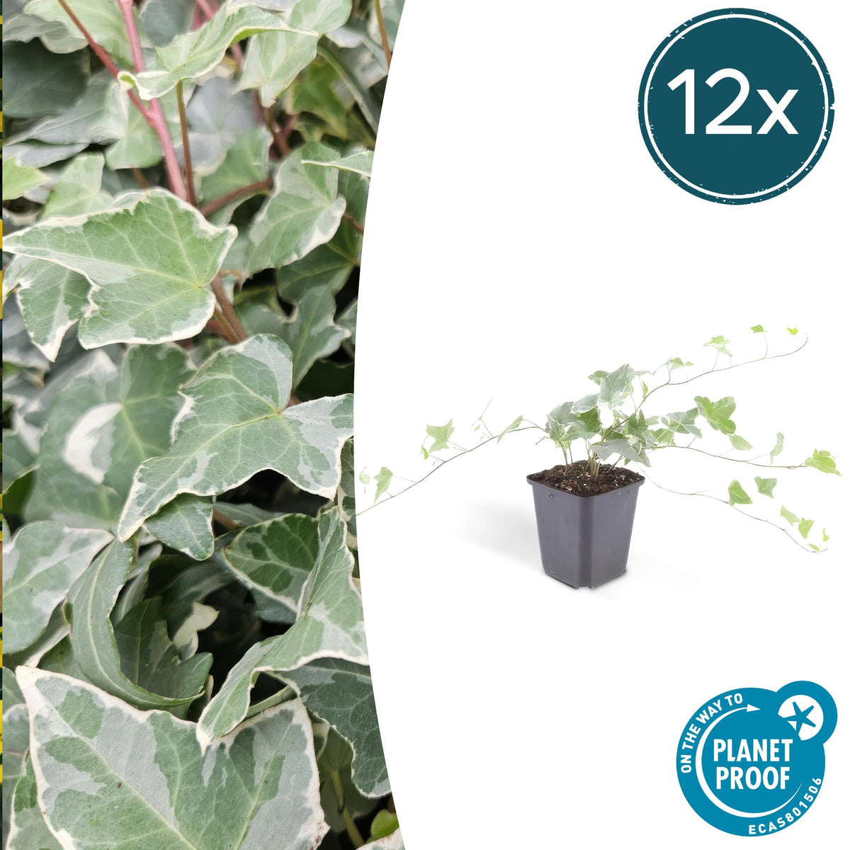 Hedera helix 'Glacier' (klimop) – 12 planten, Ø9 cm, 10–25 cm hoog
