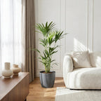 Howea forsteriana (Kentia-Palme) im grauen Pflanztopf – Ø 21 cm, 120–130 cm hoch