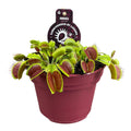 Dionaea Muscipula (venusvliegenvanger) – Ø12 cm, 12 cm hoog – art. 13912