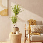 Dracaena Sunray (drakenboom) – Ø17 cm, 70–75 cm hoog