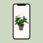 Anthurium White (flamingoplant) – Ø12 cm, 43 cm hoog