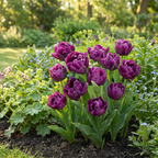 Tulipan 'Double Lilac' – 48 blomsterløg (løgstørrelse 11/12)