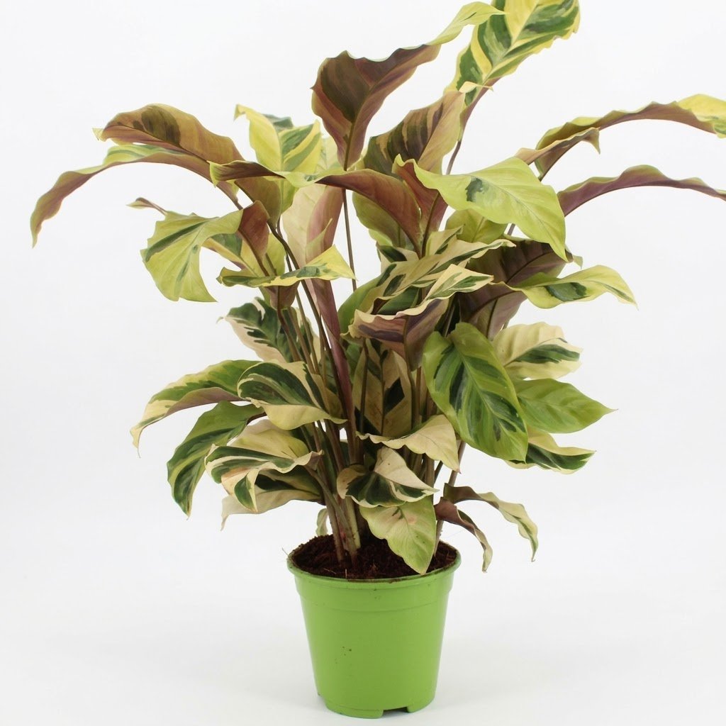 Calathea Fusion Yellow en – Ø14 cm, 45–55 cm de haut