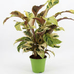 Calathea Fusion Yellow en – Ø14 cm, 45–55 cm de haut