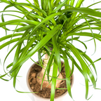 Beaucarnea recurvata stem (elephant foot) – Ø17 cm, 40–60 cm high