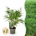 Fargesia rufa (Bambus) – 2 Pflanzen, Ø 17 cm, 60 cm hoch