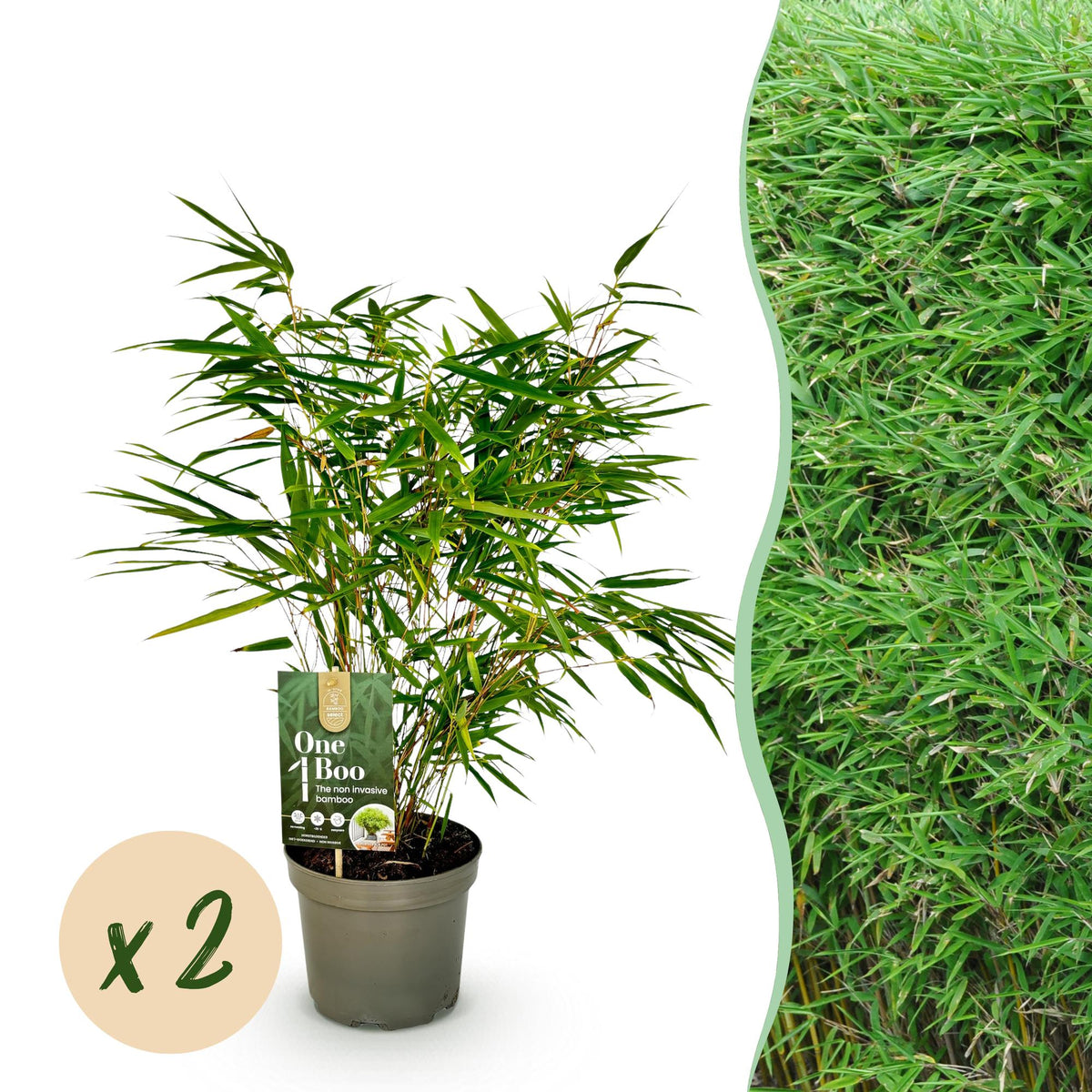 Fargesia rufa (Bambus) – 2 Pflanzen, Ø 17 cm, 60 cm hoch