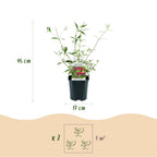 Buddleja davidii 'Royal Red' (vlinderstruik) – rood – Ø17 cm, 45 cm hoog