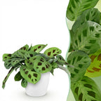 Maranta Fascinator Kerchoveana (plante prieuse) en pot décoratif blanc – Ø12 cm, 25 cm de haut