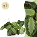 4× Maranta Fascinator Silverband (plante prieuse) – Ø12 cm, 30–35 cm de haut