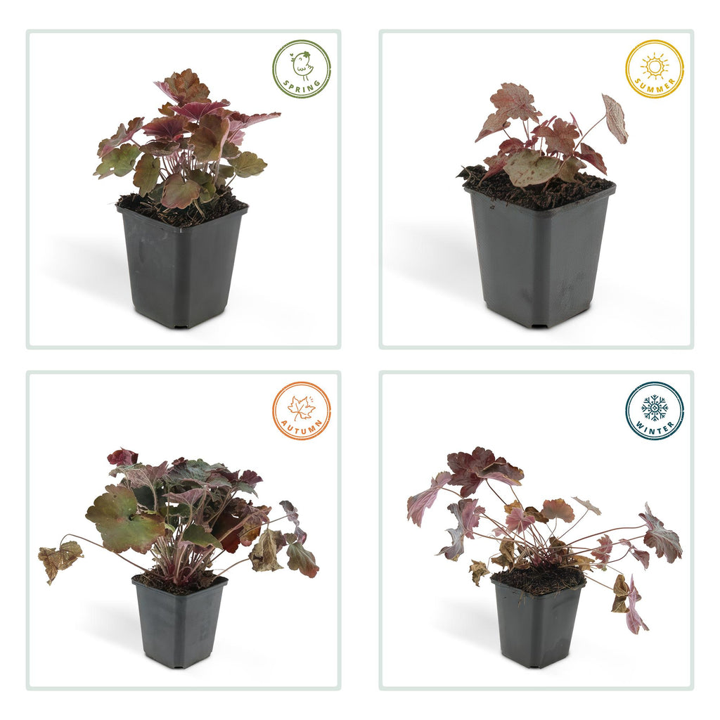 Heuchera mic. 'Palace Purple' (bell heather) – 12 plants, Ø9 cm, 10–25 cm high – photo 4