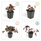 Heuchera mic. 'Palace Purple' (bell heather) – 12 plants, Ø9 cm, 10–25 cm high