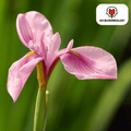 Iris 'Pink Panther' – 25 bulbes
