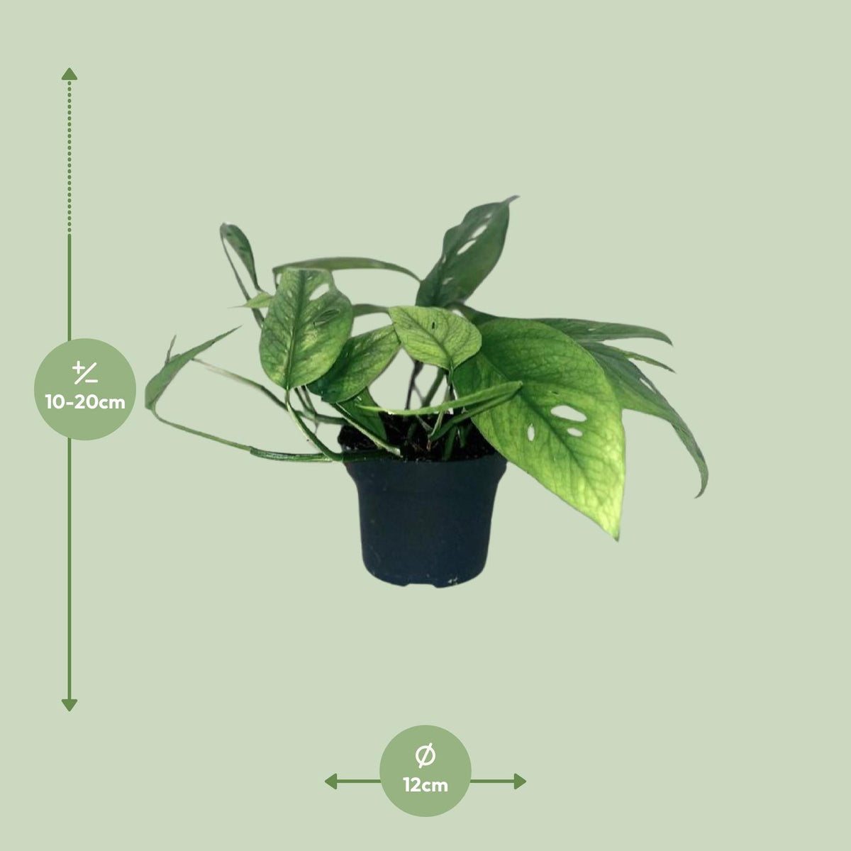 Epipremnum Cebu Blue (scindapsus) – Ø12 cm, 20 cm høj