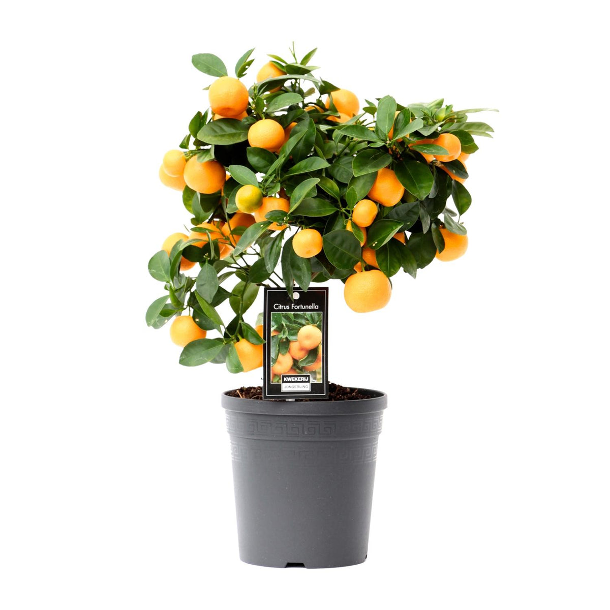 Citrus 'Calamondin' (citrusboompje) – Ø15 cm, 40 cm hoog
