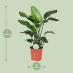 Strelitzia nicolai (witte paradijsvogelbloem) – Ø21 cm, 80 cm hoog