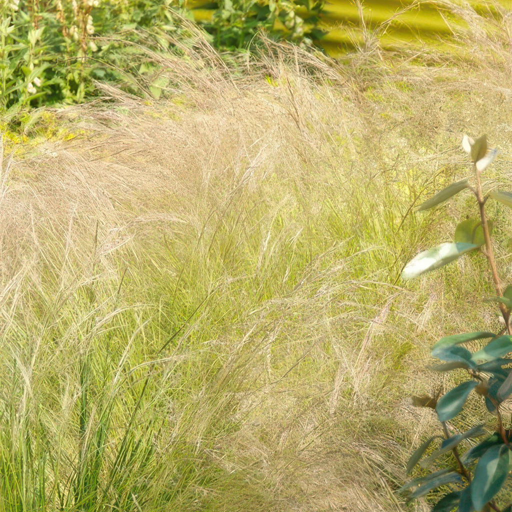 Stipa tenuissima 'Ponytails' (feather grass) – 60 plants, Ø9 cm, 10–25 cm high – photo 5