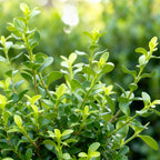 Buis – 16 plants, Ø9 cm, 20–25 cm de haut
