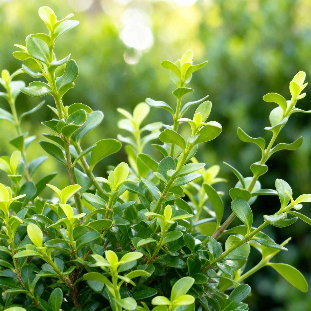 Buxus – 16 Pflanzen, Ø 9 cm, 20–25 cm hoch