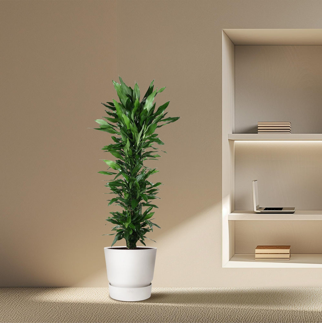 Dracaena Janet Lind vertakt (drakenboom) – Ø34 cm, 170 cm hoog