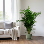 Dypsis lutescens (goudpalm) – Ø24 cm, 125 cm hoog